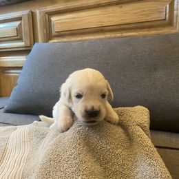 Ms Grey - 16 days old - Golden Retriever puppy from Golden State Goldens