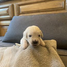 Ms Grey - 16 days old - Golden Retriever puppy from Golden State Goldens