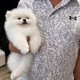 Pomeranian Puppies from D’ Pomlovers