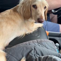 Martini - Cream female Dachshund puppy in Grant, Oklahoma from Weenie World
