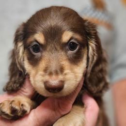 Olive chocolate and cream male - Chocolate and cream male Dachshund puppy in Trade, Tennessee from TN Miniature Dachshunds & Basset Hounds