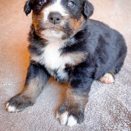 Bernedoodle, Bernese Mountain Dog, and Siberian Husky Puppies from Timberline Paws