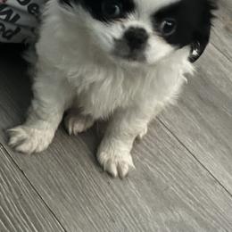 Rex - White and black male Japanese Chin puppy in Connecticut from Lissette's pups chins and bullies