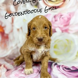 Cover Girl - Red  female Goldendoodle puppy in Grove, Oklahoma from Guinn Family Farms
