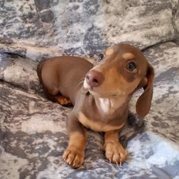 Chai - Gray (blue) and cream male Dachshund puppy in Clarkston, Michigan from Dax Place