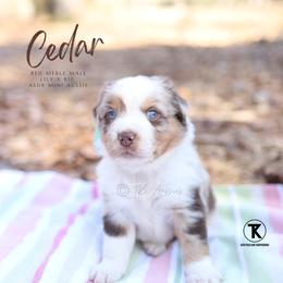 Cedar- RMM - Red merle male Miniature Australian Shepherd puppy in Nacogdoches, Texas from TK Standard, Mini, & Toy Aussies