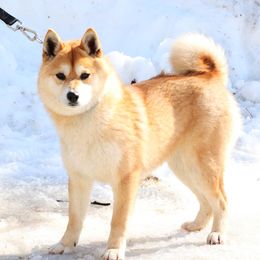 Ginger - Shiba Inu