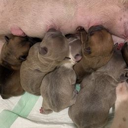 French Bulldog puppies from Mahner Labs