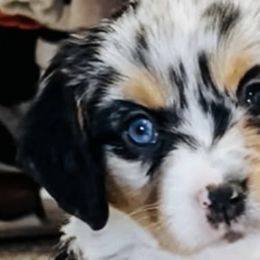 Companion Crosses from Columbia Basin Puppies