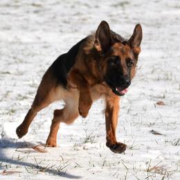 Vera - German Shepherd
