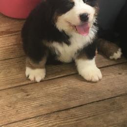 Bernese Mountain Dog Puppies from D’S Bernese Mountain Dogs