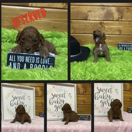 Poodle Puppies from Ritzy Red Poodles