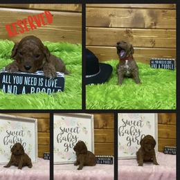 Poodle Puppies from Ritzy Red Poodles