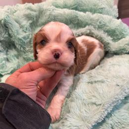 Girl 1 - Blenheim female Cavalier King Charles Spaniel puppy in Honeyville, Utah from Mike and Brandice Brown Performance Animals