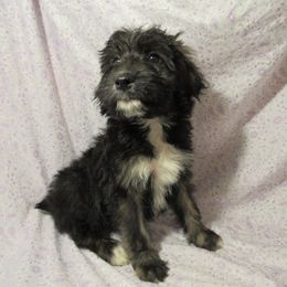 Aussiedoodle, Australian Shepherd, and Poodle Puppies from Kay Kay's Pupper Patch