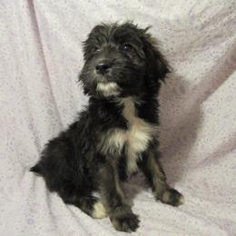 Aussiedoodle, Australian Shepherd, and Poodle Puppies from Kay Kay's Pupper Patch
