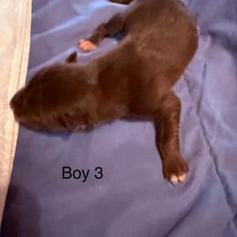 Boy 3 - Red and white male Siberian Husky puppy in Columbus, Ohio from Jamuison’s Siberian Huskies