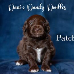 Patch - Brown and white male Aussiedoodle puppy in Roebuck, South Carolina from Dani's Dandy Doodles