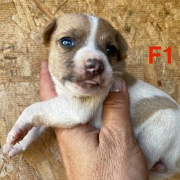 Female 1 - Red white and sable female Rat Terrier puppy in Burnet, Texas from Burton's Rat Terriers