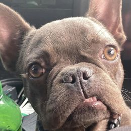 French Bulldogs from Buddhism Bullies