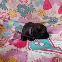 Purple - Sable female German Shepherd puppy in Motley, Minnesota from Von Thomson Haus