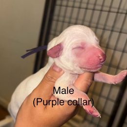 Obsidian - White and liver brown male Dalmatian puppy in Toledo, Ohio from Exquisite Dalmatians & Poodles