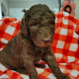 Poodle Puppies from Coco Puffs Poodles