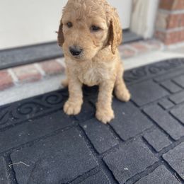 Goldendoodle Puppies from Tillie’s House of Doodles