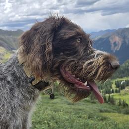 Eva - German Wirehaired Pointer