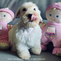 Scottish Terrier and Sealyham Terrier Puppies from Afterglow Kennels, LLC