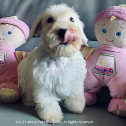 Scottish Terrier and Sealyham Terrier Puppies from Afterglow Kennels, LLC