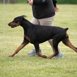 Ego - Doberman Pinscher