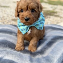 Punkin - Caramel red male Australian Labradoodle puppy in Calhoun, Louisiana from Arrowhead Australian Labradoodles