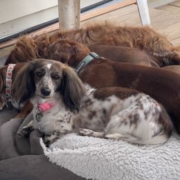 Dachshund puppies from Witchy Woman’s Wiener’s