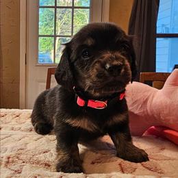 Pink - Black and cream female Dachshund puppy in Colony, Kansas from Randal'sDachshunds