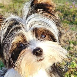 Kingston - Yorkshire Terrier