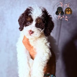 Neon - Brown and white male Cockapoo puppy in Indiahoma, Oklahoma from Diva's  Poodle and Doodles