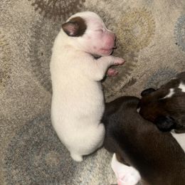 Boxer Puppies from East River Boxers