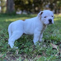 Mo-betta - White male American Bulldog puppy in Pace, Florida from Genesis American Bulldogs