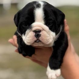 Cookie - Black tri-color female Bulldog puppy in Quinlan, Texas from Wright Way Retrievers