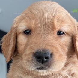 Winnie - Golden male Golden Retriever puppy in Vail, Arizona from Retrievers Gold AZ