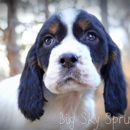 Girl 2 - Black white and tan female English Springer Spaniel puppy in Great Falls, Montana from Big Sky Springers