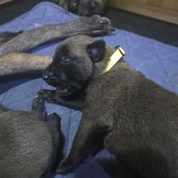 Pup 7 - Fawn female Belgian Malinois puppy in China Spring, Virginia from Childress Creek Kennels