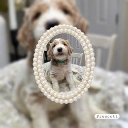 Prescott - Parti male Goldendoodle puppy in Richmond, Virginia from Highland Grove Doodles, LLC