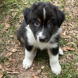 Sweat Bear - Black tri-color male Australian Shepherd puppy in Tallahassee, Florida from H&H Red Gate Farm