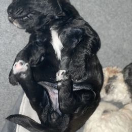 Goldendoodle Puppies from Only Loving Pups