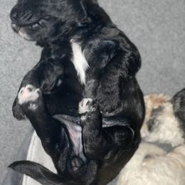Goldendoodle Puppies from Only Loving Pups