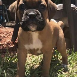 Bruiser - Fawn male Boxer puppy in Apopka, Florida from Boxer Puppies