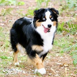 Image - Miniature Australian Shepherd