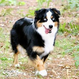 Image - Miniature Australian Shepherd